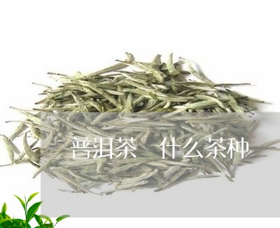 普洱茶 什么茶种/2023041248481